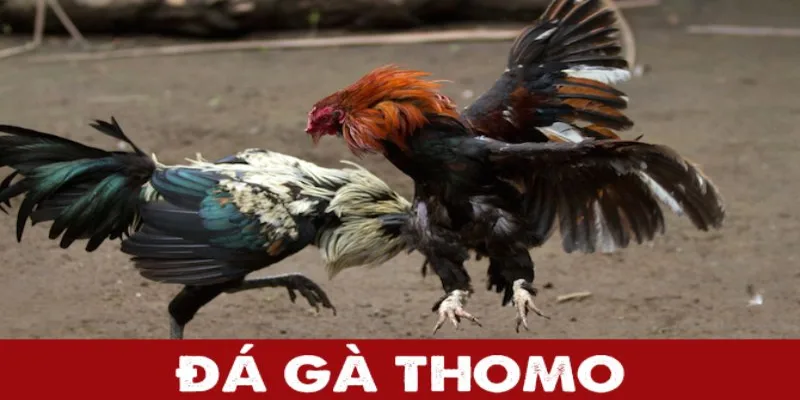 Trận đấu kịch liệt của các chiến kê cựa dao