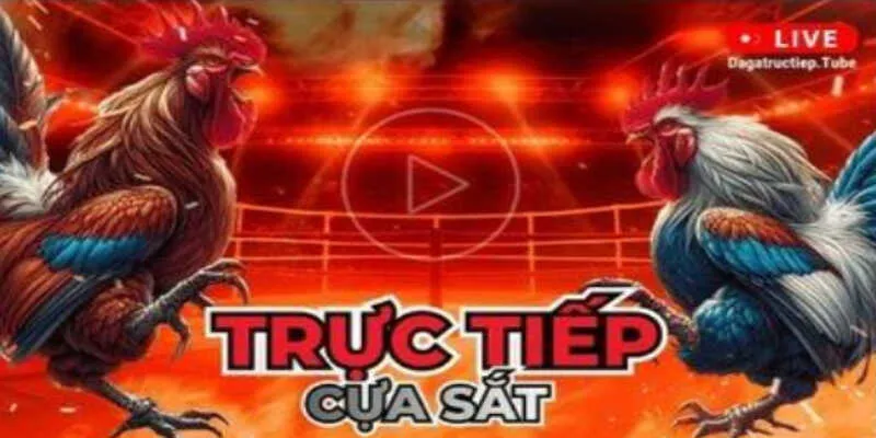 Nhà cái phát sóng chọi gà trực tiếp, cập nhật cược liên tục